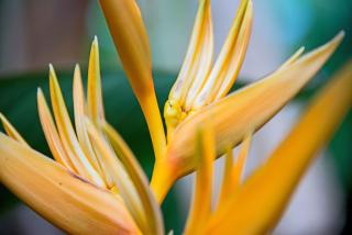 Battambang Dream Bungalows - 7