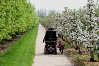 Fruitbedrijf Stek - Kedichem - 4