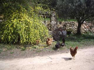 L' Oliveraie De Plérimond - 2