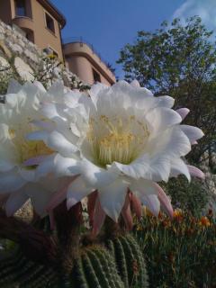 La Residenza di Carolina - Cassino - 8