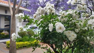 Rosebank Lodge Guesthouse by Claires - Joanesburgo - 2