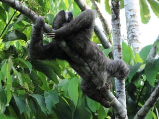 Hotel Suizo Loco Lodge & Resort - Cahuita - 2