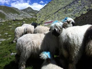 Alpenparadies - Gampel - 2