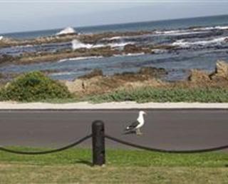 Kormorant - Gansbaai - 0
