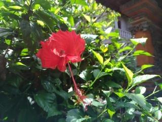 Mekenyem House Ubud - Ubud - 4