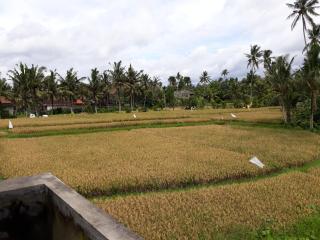Umah Dangin Guest House - Ubud - 6