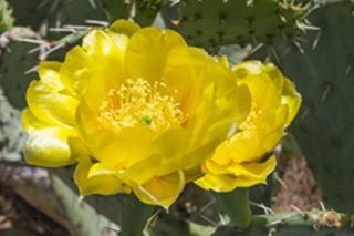 Ventana Greens - Tucson - 7
