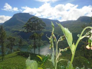 B.Rose House - Hatton - 4