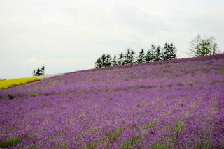Pension Hoshi Ni Negaiwo - Furano - 5