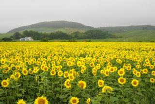 Pension Hoshi Ni Negaiwo - Furano - 4