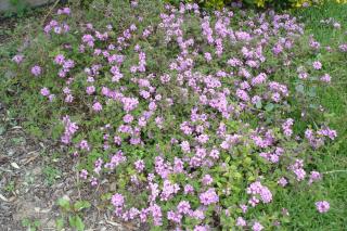 Mer et Soleil - Sausset-les-Pins - 9