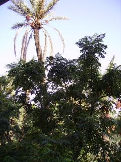 Appart avec vue Jardin/Majorelle - 8