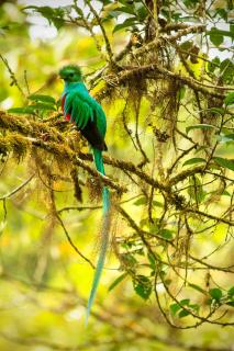 Cedrela Eco-Lodge & Restaurante - Copey - 9
