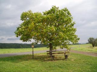 EIFELCOTTAGE Family 7 - Ulmen - 4