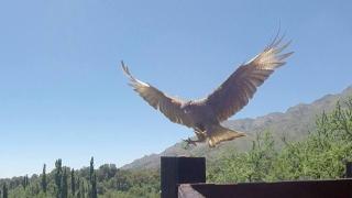 Cabañas Toay Merlo San Luis - 1