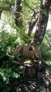 Cabañas El Diuco en Coñaripe 2 - 4