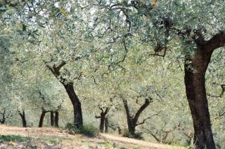 B&B Lavanda e Rosmarino - Asís - 4