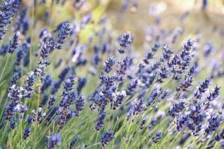 B&B Lavanda e Rosmarino - Asís - 3