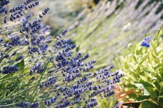 B&B Lavanda e Rosmarino - Asís - 2