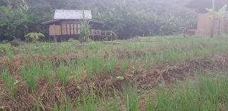 Namkat Yorla Pa Resort - Ban Kat - 3