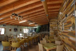 Olive Tree - Saranda - 8