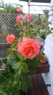 Scottbase B and B - 1