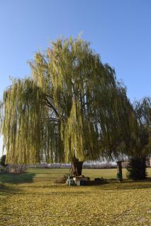 Residenza Il Salice - 8