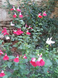 Le Petit DoMeynes - Meynes - 1