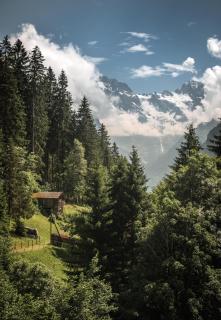 Hotel Edelweiss - 8