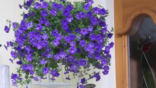 Appartement Elena - 8