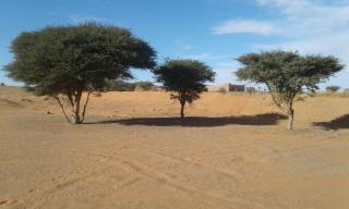 Tazoult Ouzina - Ouzina - 6