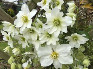 Clematis House Gloucester Road - Cheltenham - 0