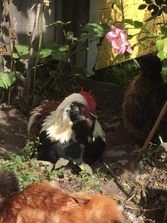 Gula Hönan Guest House - 2