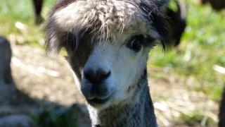 Le Paradis des Animaux - Coublevie - 0