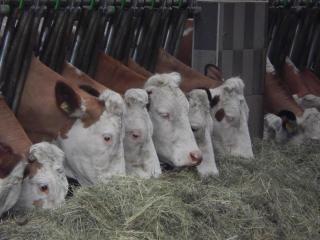 Biobauernhof Poidlbauer - 1