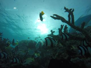 Rasdhoo Coralville - 4