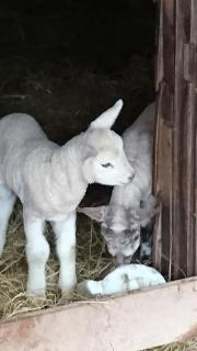 Harry's Place - Marche-en-Famenne - 6