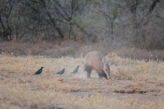 Koedoeskop Private Mountain Reserve - 6