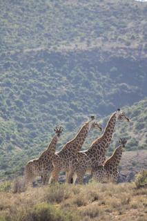 Koedoeskop Private Mountain Reserve - Waterford - 2