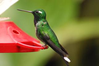 Bellavista Cloud Forest Lodge & Private Protected Area - Tandayapa - 4