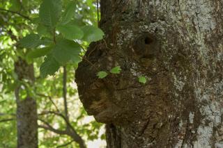 La Piana Dei Castagni - 1