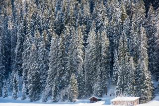 Nidus Luxury Apartments - Lech am Arlberg - 7