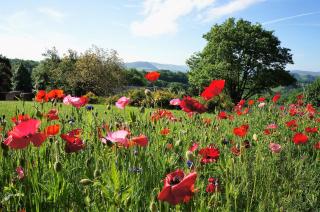 Domaine des Marequiers chambre Alchemille - 3