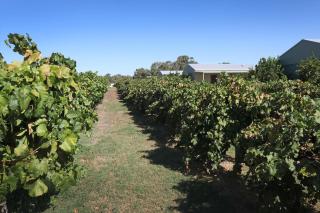 Swan Valley Sisters - Henley Brook - 1