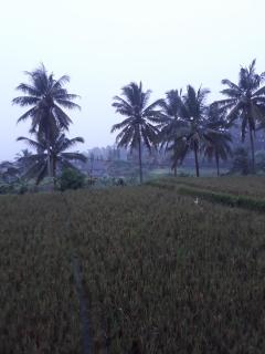 Umah Dangin Guest House - Ubud - 7