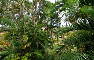 Maui Sands #6E - Kahana - 4