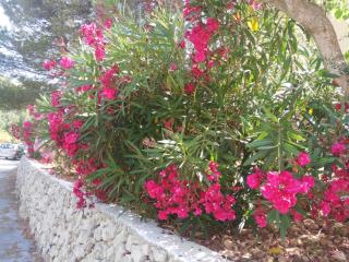 Cala Galdana Beach - 3