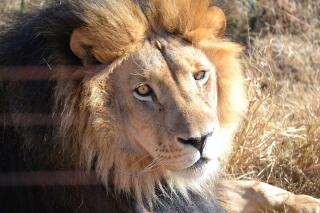 Tava Lingwe Game Lodge & Wedding Venue - 7