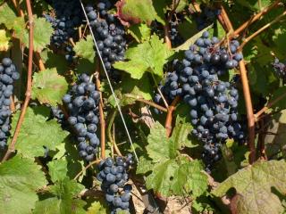 Winzerhof Spengler - 5