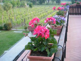 Agriturismo Grillo Iole Winery - Prepotto - 6